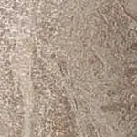 Декор Atlas Concorde 610090000765 Гриджо лаппатированный 7.2x7.2