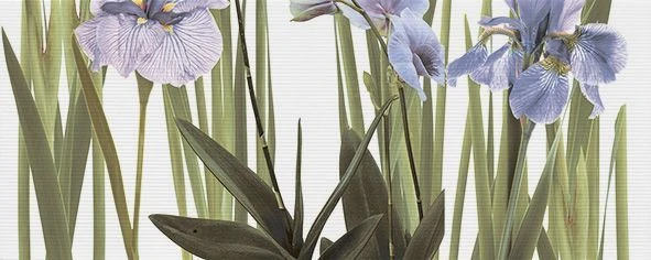 Декор Керамин Ирис тип 3 50x20